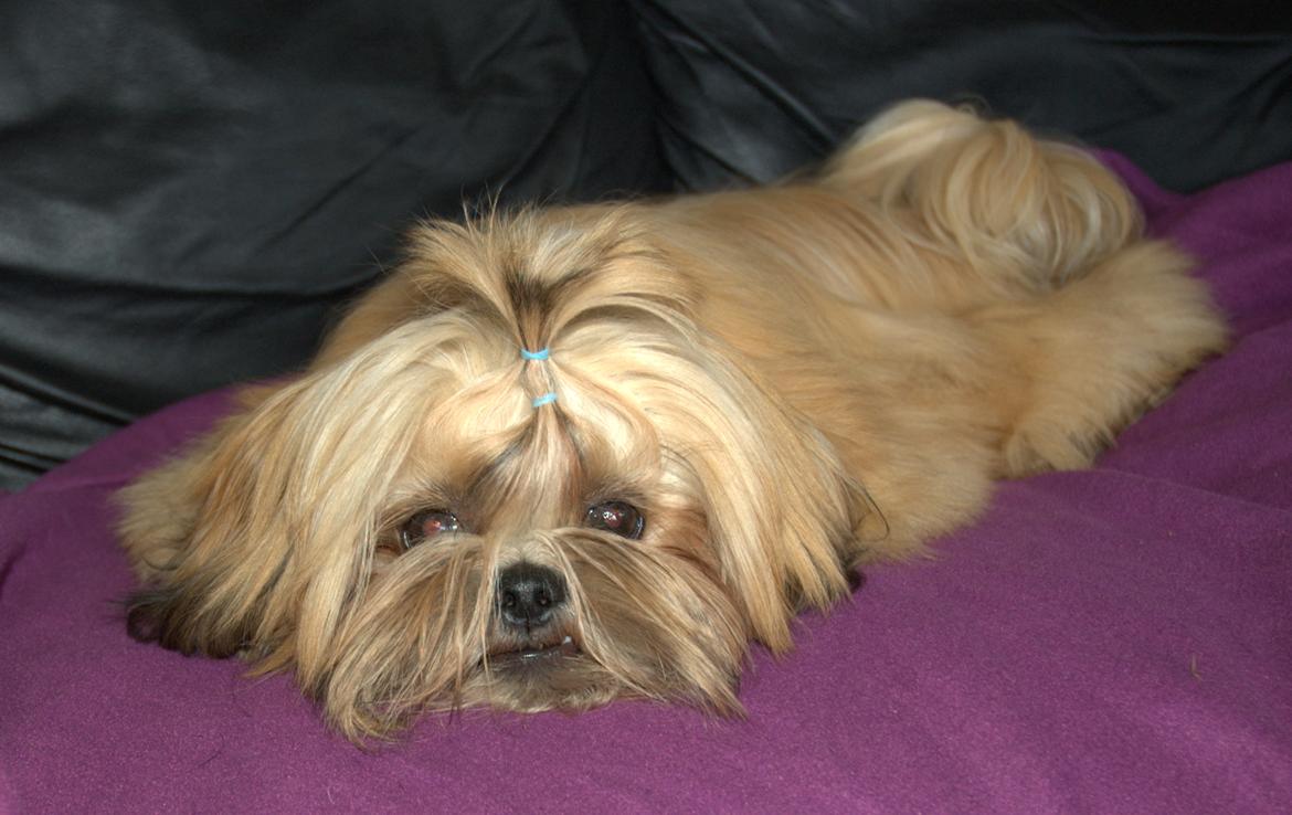 Shih tzu Fonvig's Phoebe billede 17