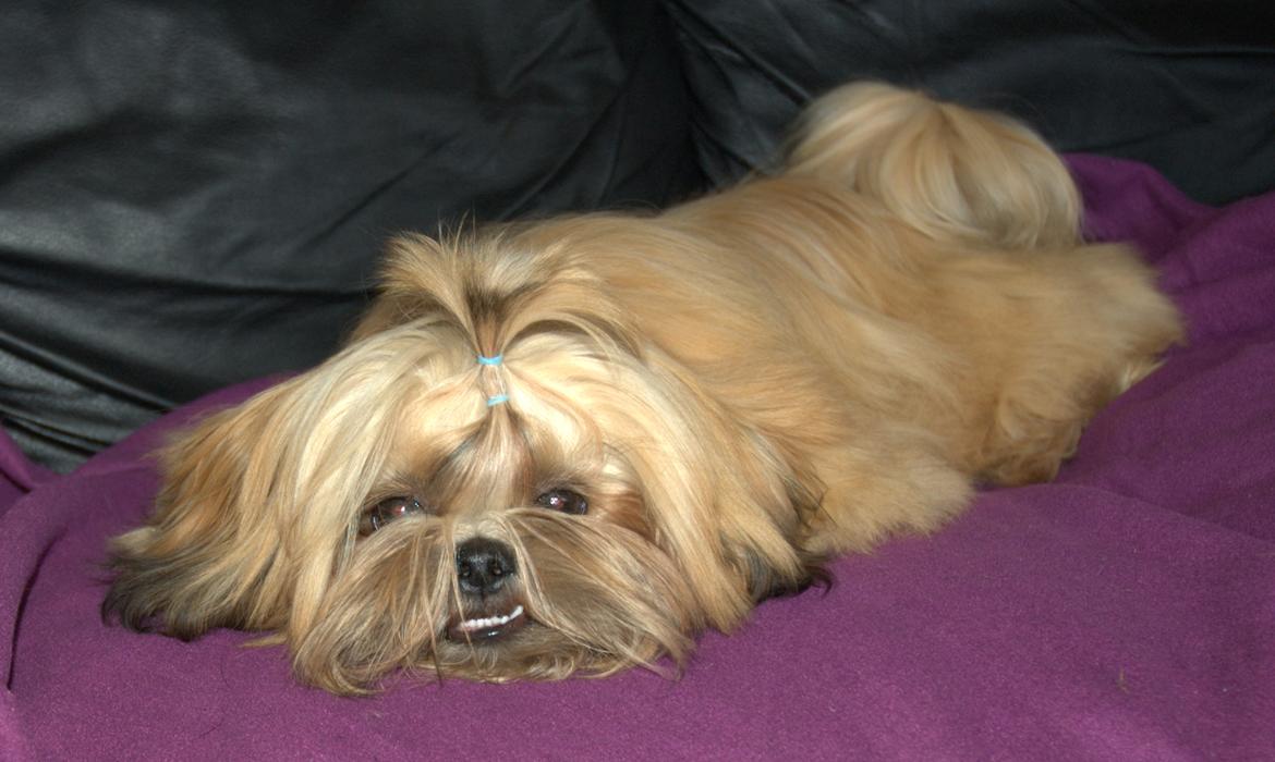 Shih tzu Fonvig's Phoebe billede 18