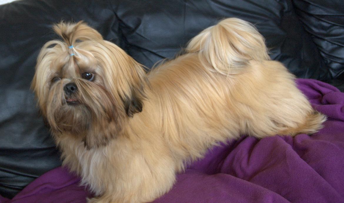 Shih tzu Fonvig's Phoebe billede 16