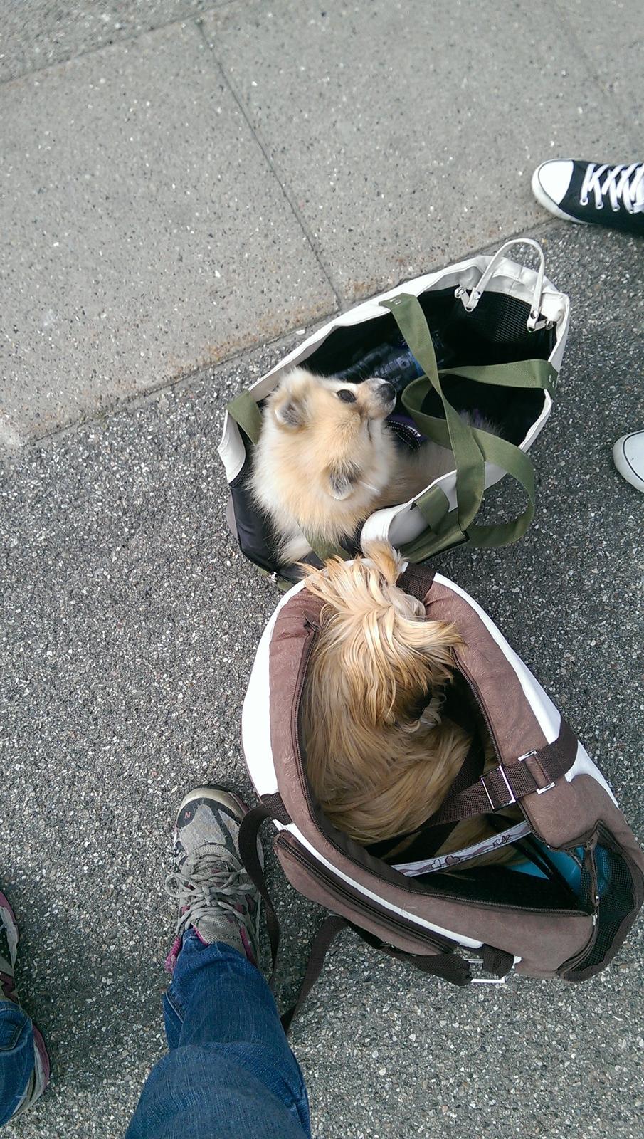 Shih tzu Fonvig's Phoebe billede 19