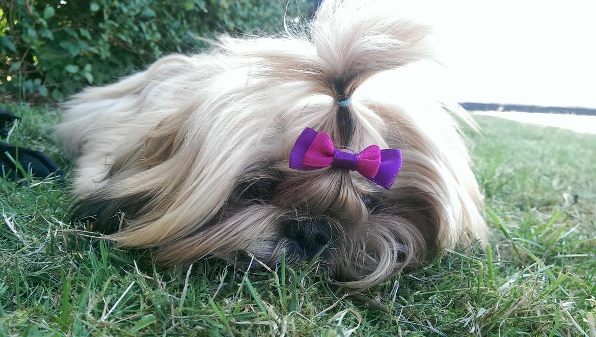 Shih tzu Fonvig's Phoebe billede 29