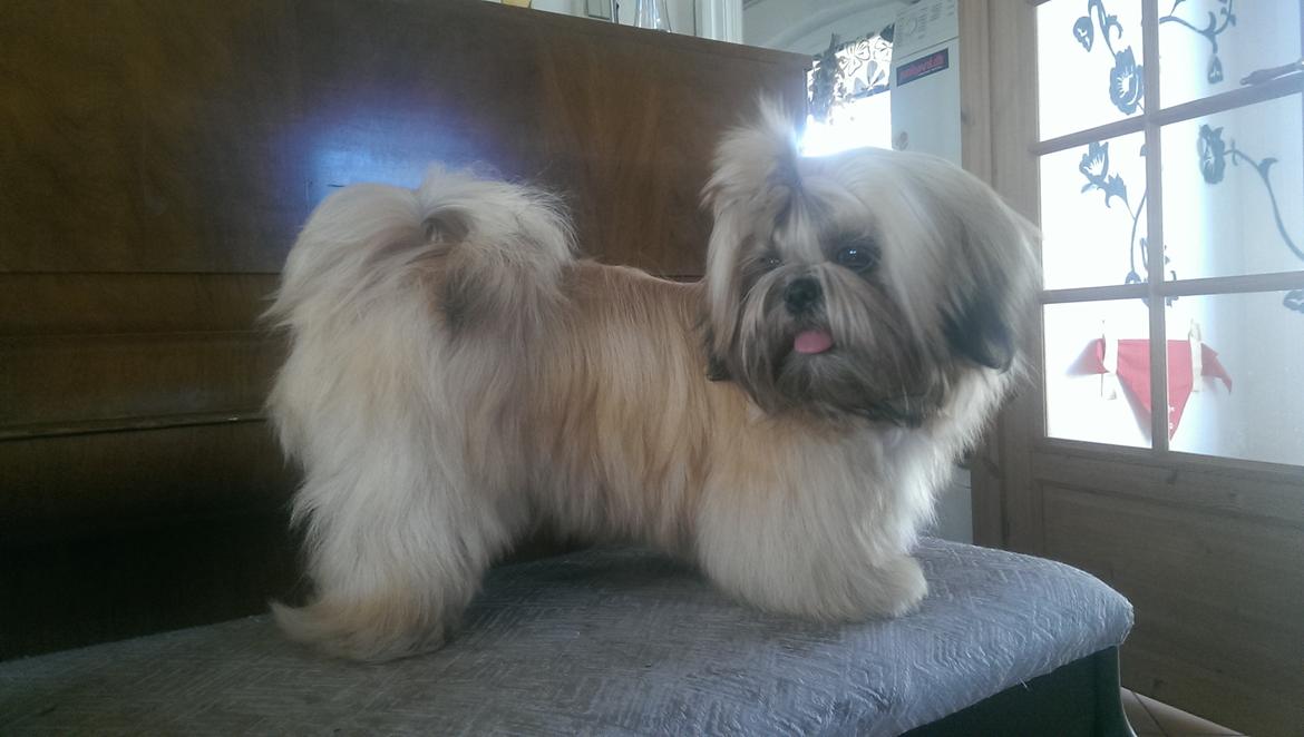Shih tzu Fonvig's Phoebe billede 3