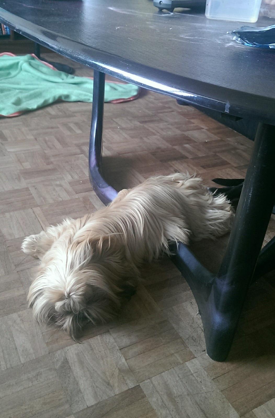 Shih tzu Fonvig's Phoebe billede 20