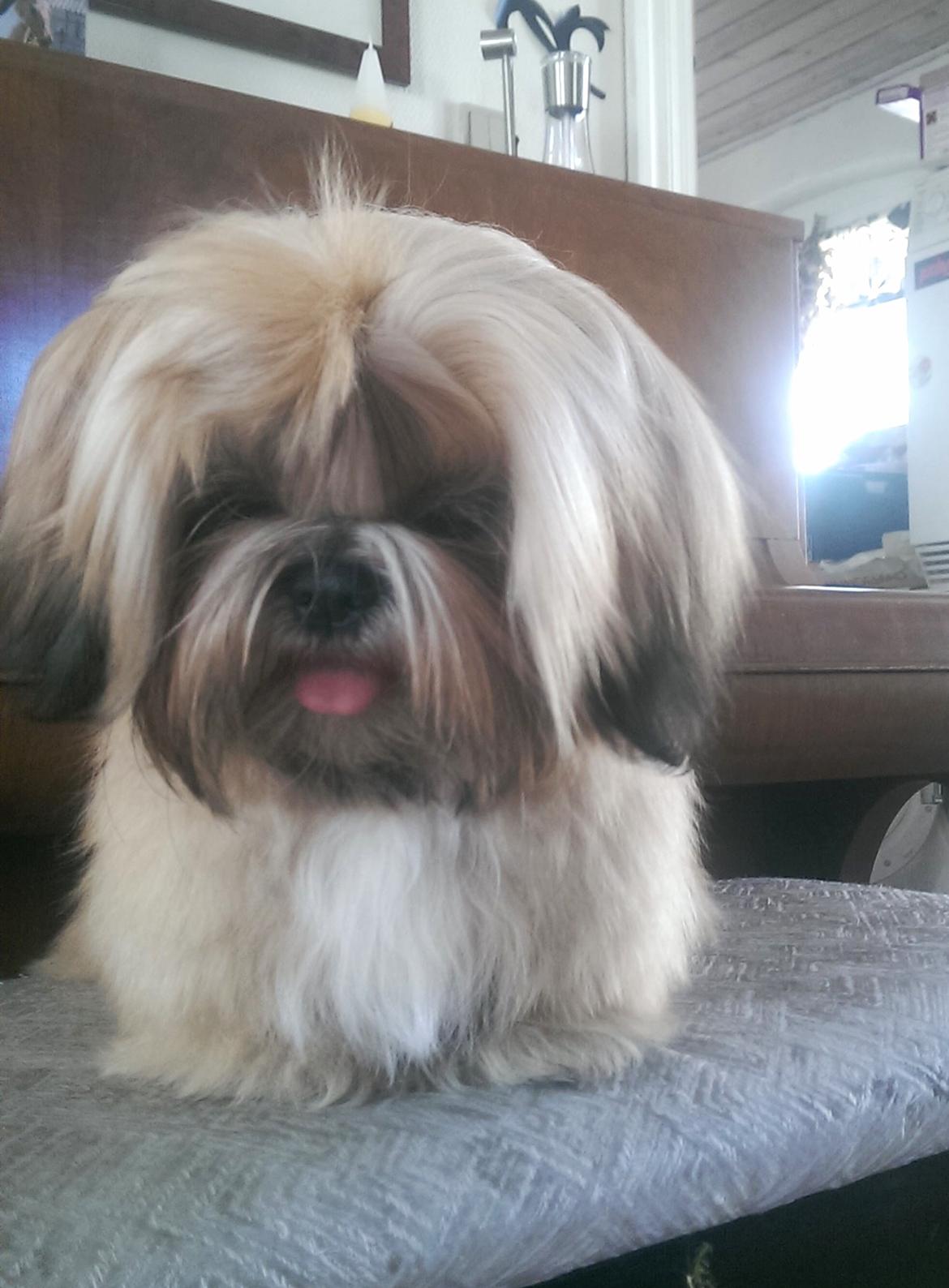 Shih tzu Fonvig's Phoebe billede 2