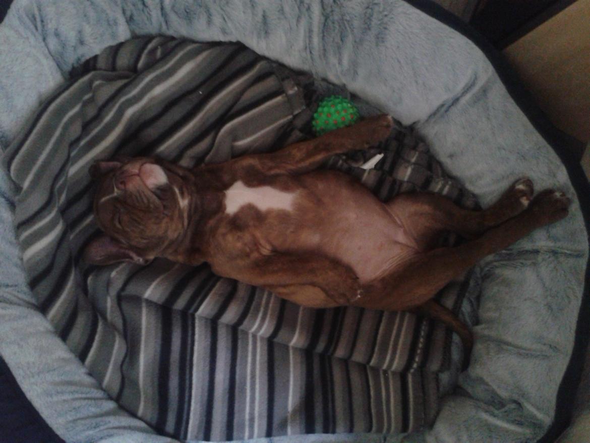 Olde english bulldogge Kingbull´s Cera - 9 uger. Dengang jeg både kunne svømme og drukne i min kurv ;) billede 6