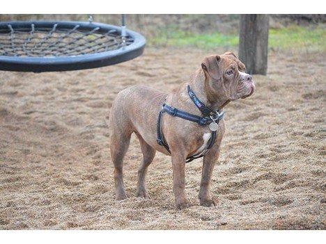 Olde english bulldogge Kingbull´s Cera billede 20