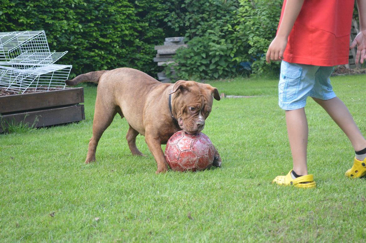Olde english bulldogge Kingbull´s Cera billede 22