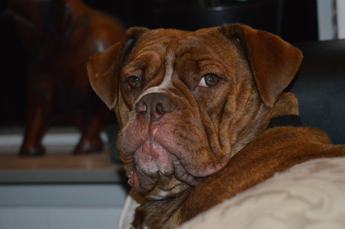 Olde english bulldogge Kingbull´s Cera billede 25