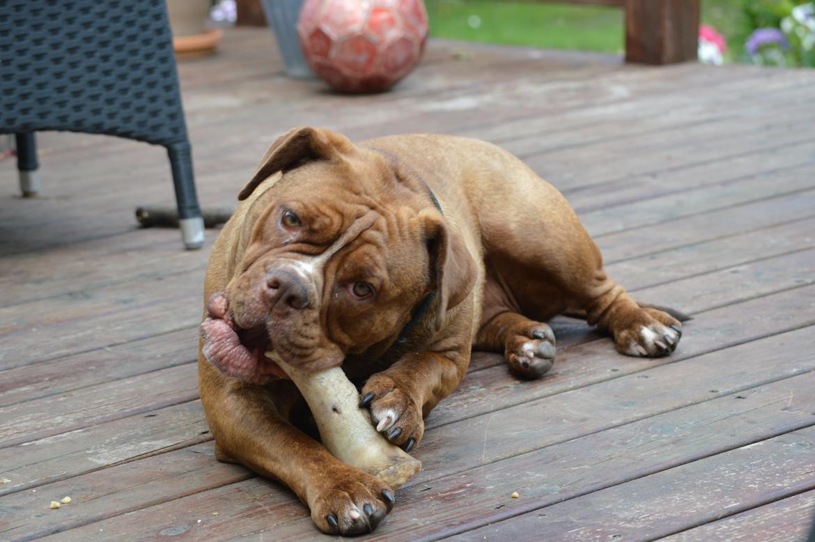Olde english bulldogge Kingbull´s Cera billede 29