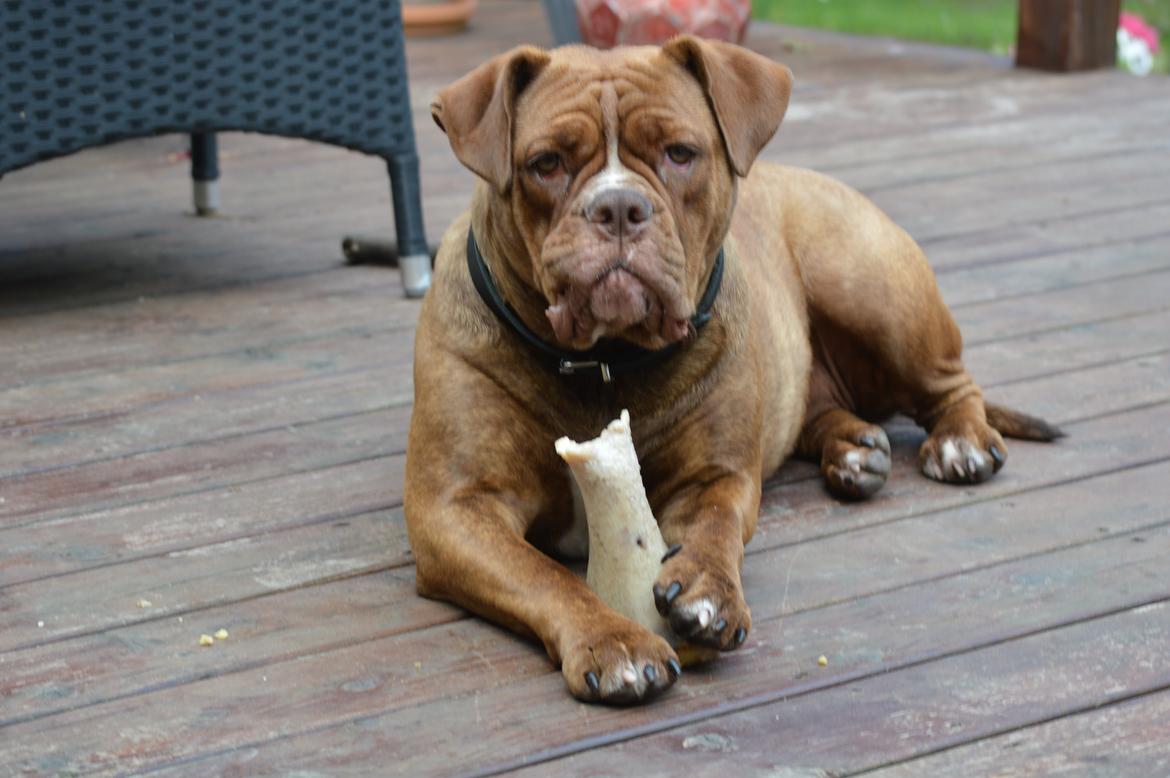 Olde english bulldogge Kingbull´s Cera billede 27