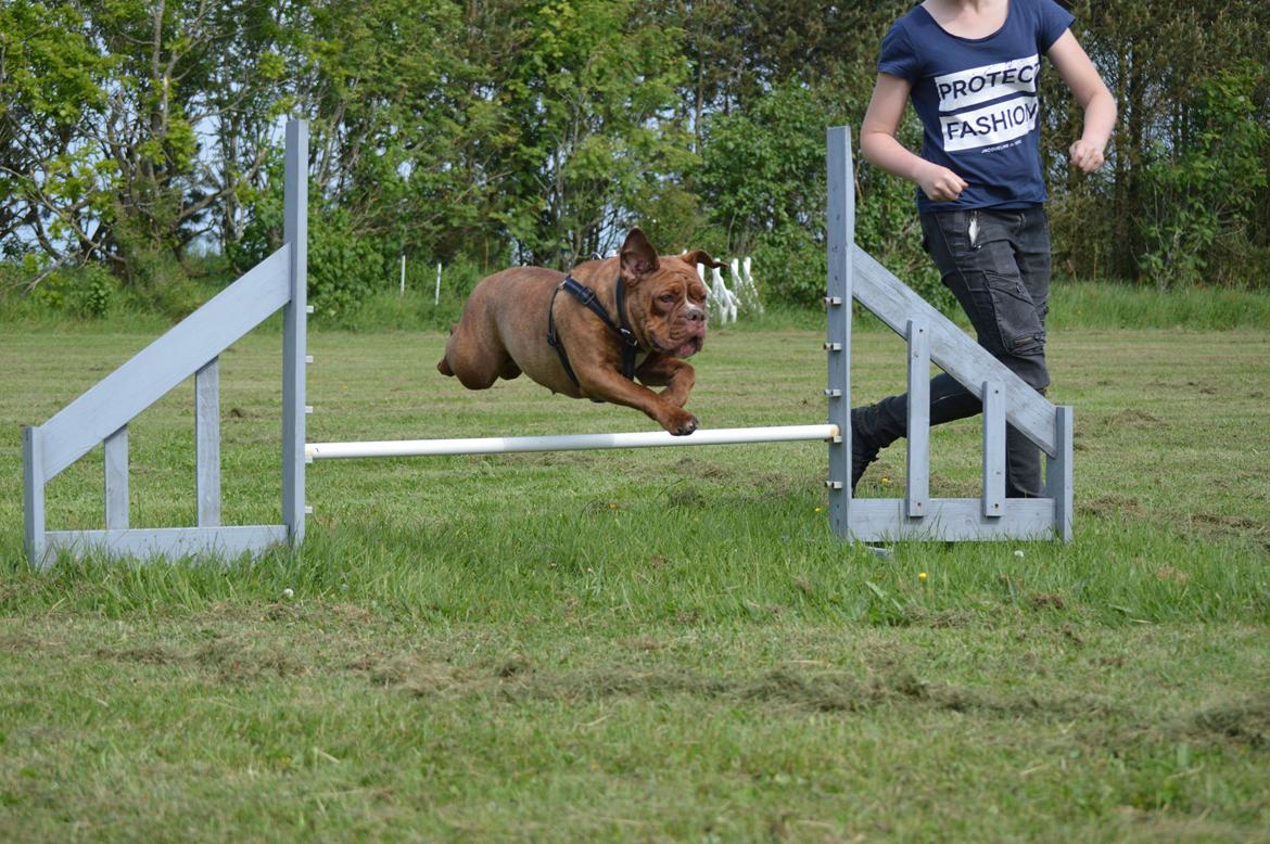 Olde english bulldogge Kingbull´s Cera billede 31