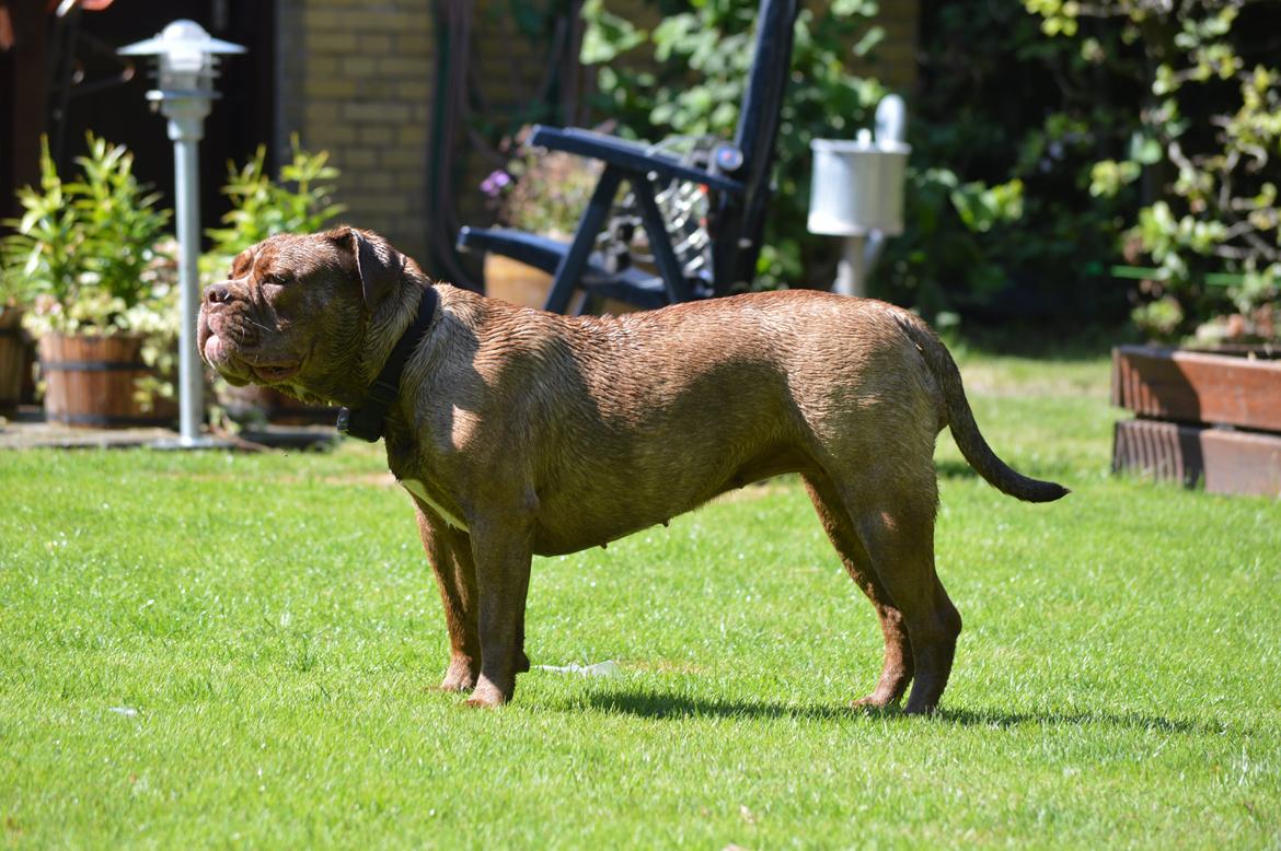 Olde english bulldogge Kingbull´s Cera billede 34
