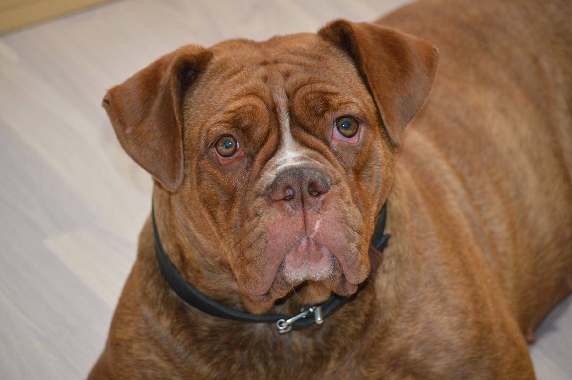 Olde english bulldogge Kingbull´s Cera billede 30