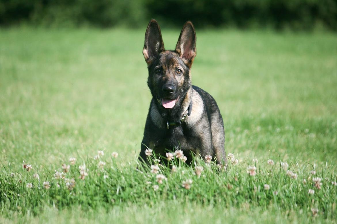 Schæferhund Punktum - Nyt, d. 3/8-14. Foto: Mig billede 14