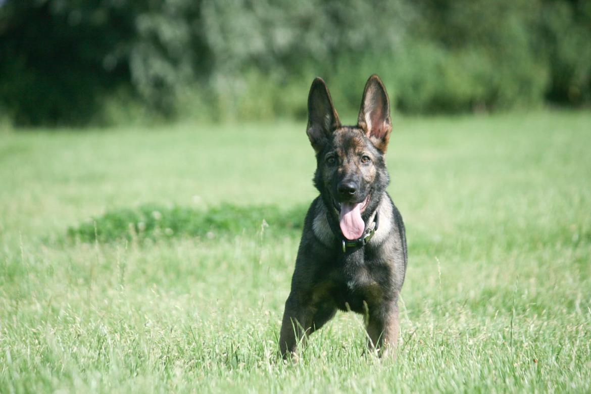 Schæferhund Punktum - Nyt, d. 3/8-14. Foto: Mig billede 16
