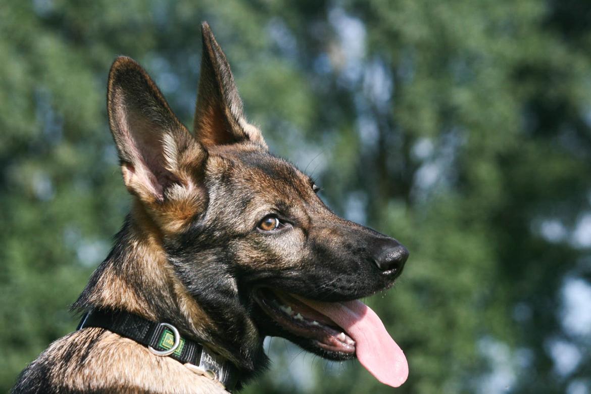 Schæferhund Punktum - Nyt, d. 3/8-14. Foto: Mig billede 1