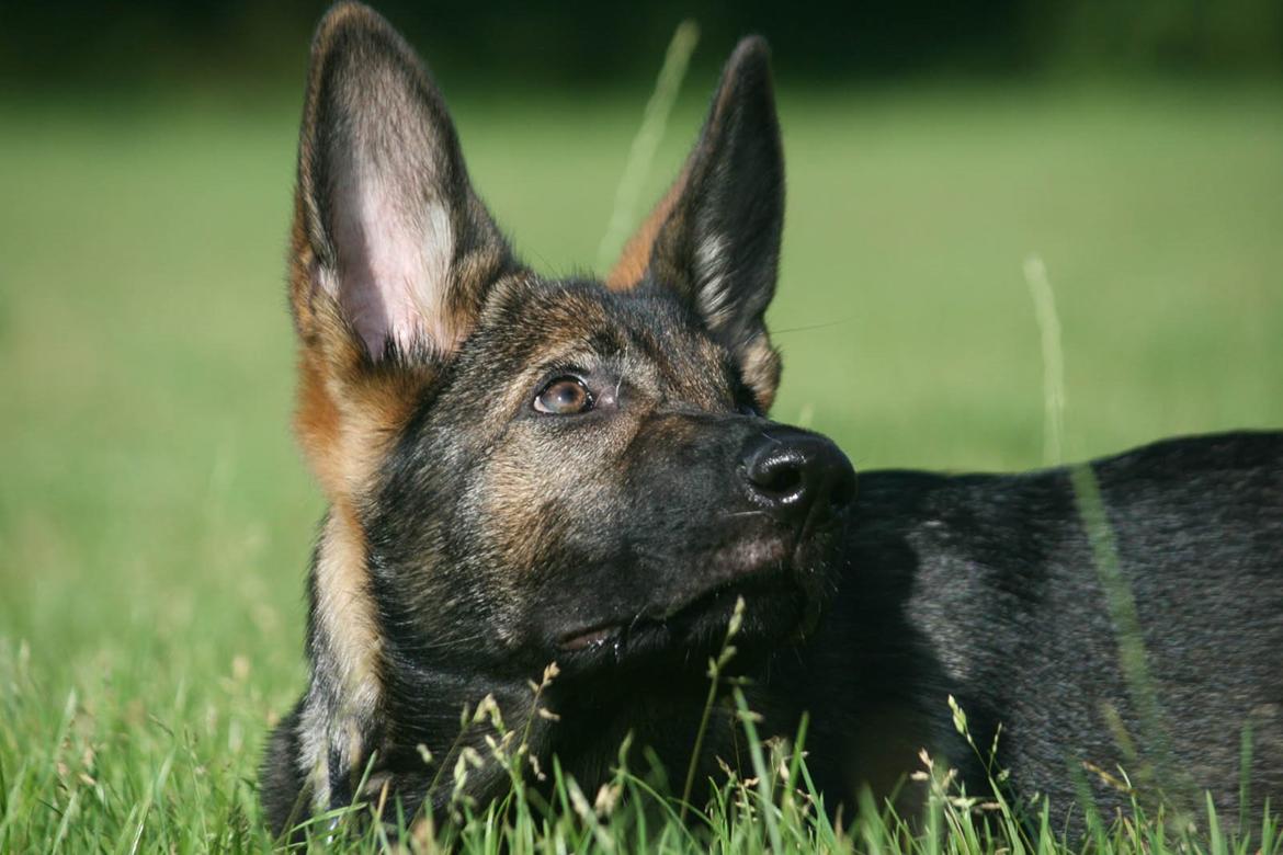 Schæferhund Punktum - Nyt, d. 3/8-14. Foto: Mig billede 17