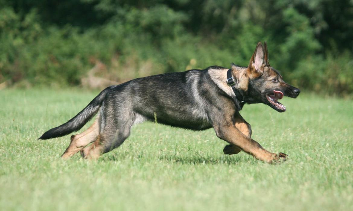 Schæferhund Punktum - Nyt, d. 3/8-14. Foto: Mig billede 3