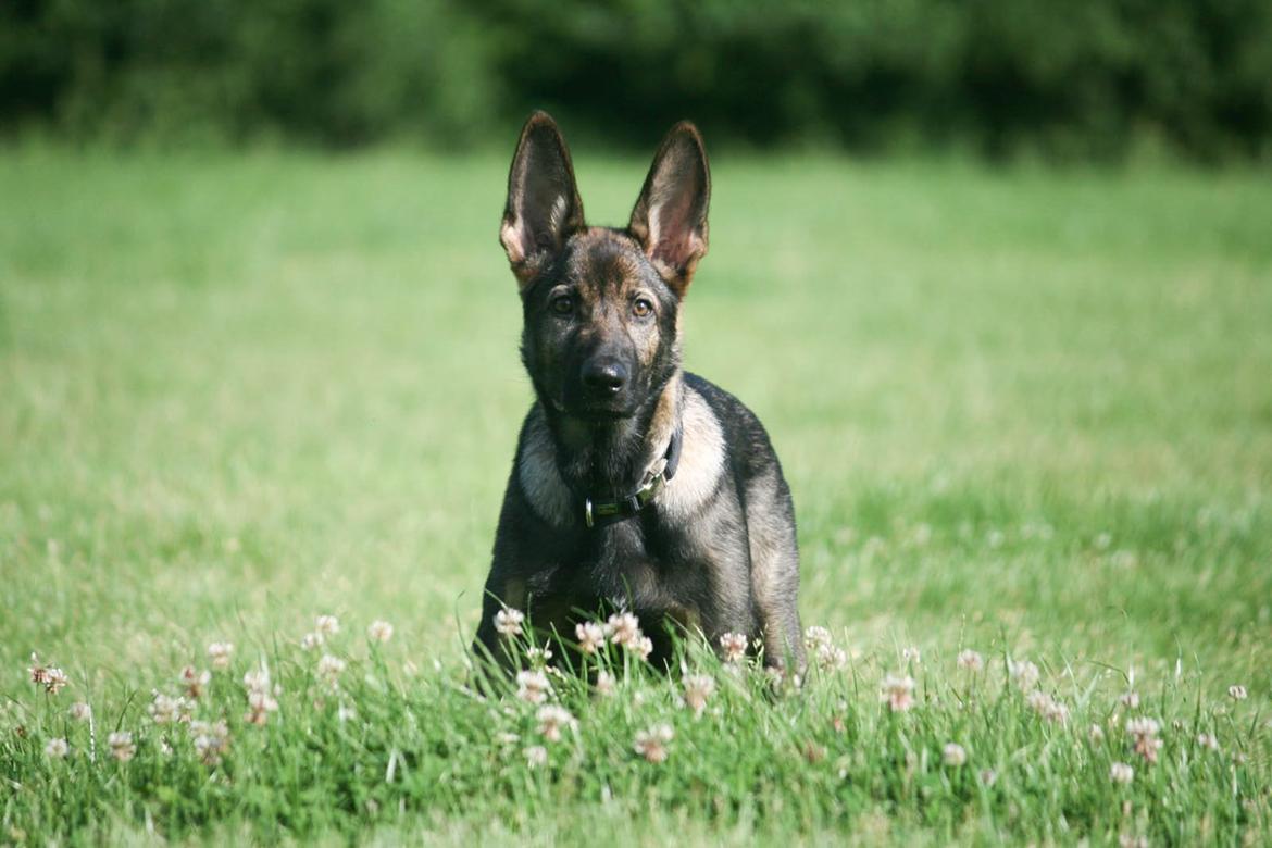 Schæferhund Punktum - Nyt, d. 3/8-14. Foto: Mig billede 8