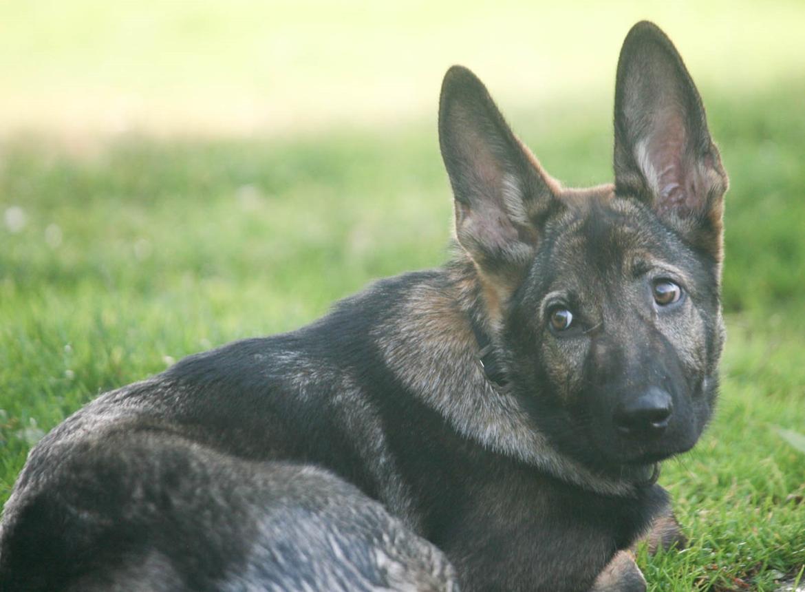 Schæferhund Punktum - Nyt, d. 3/8-14. Foto: Mig billede 5