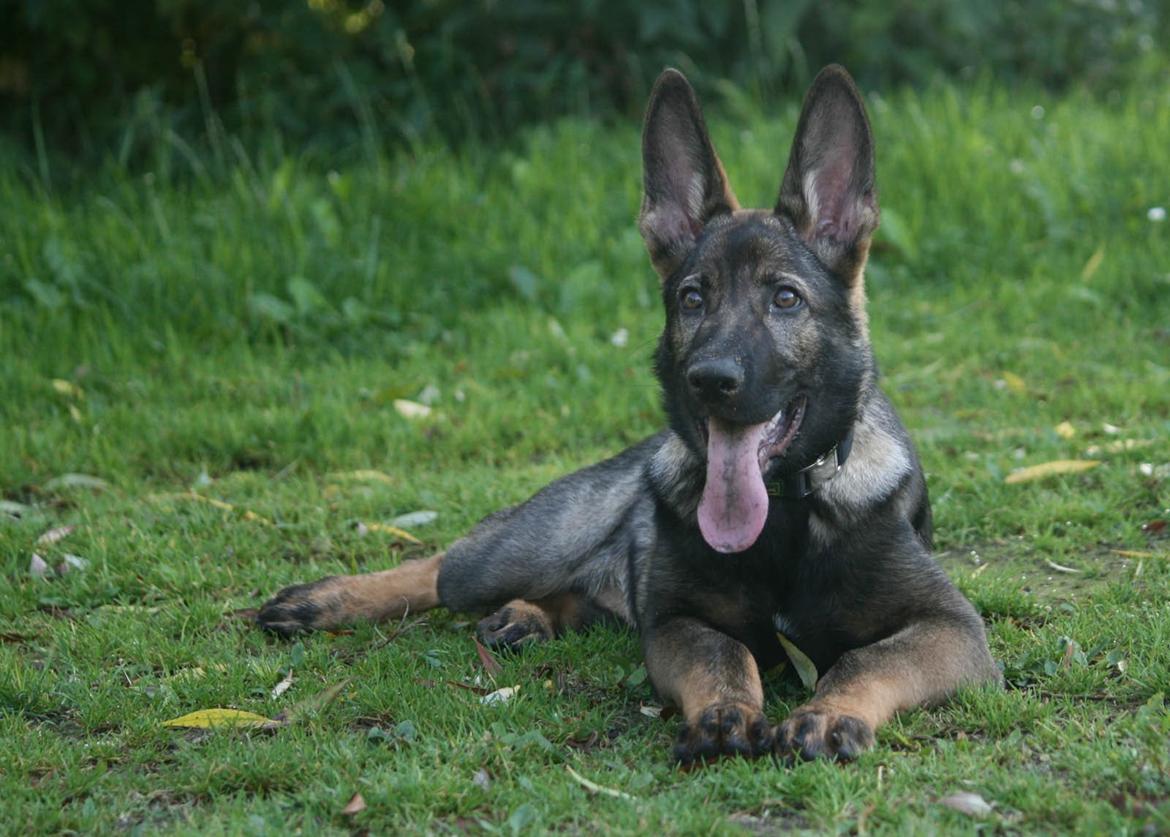 Schæferhund Punktum - Nyt, d. 3/8-14. Foto: Mig billede 10