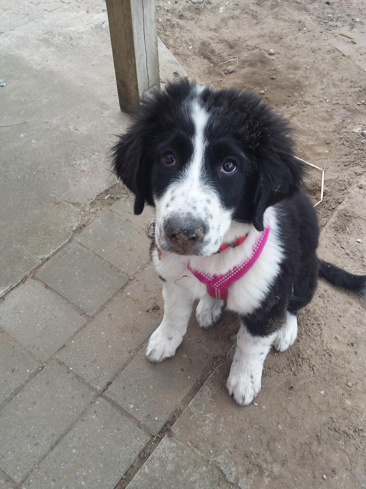 Blanding af racer Molly billede 20