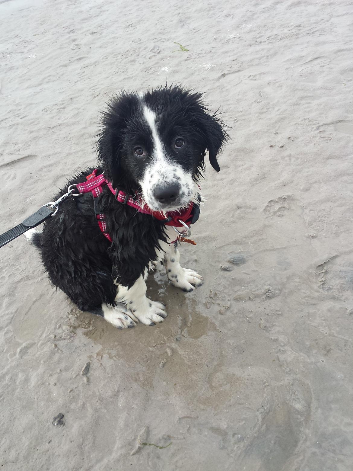 Blanding af racer Molly billede 13