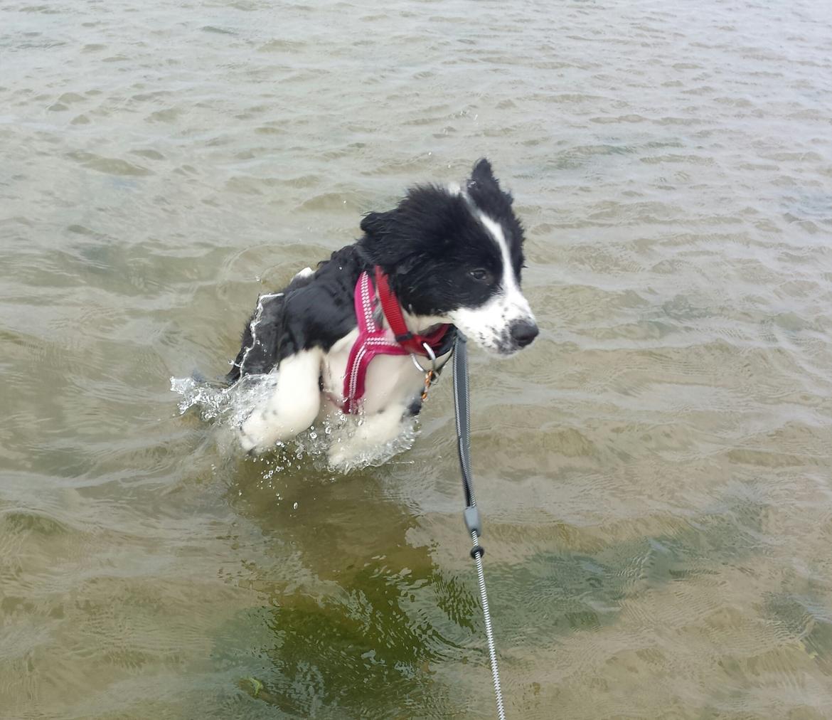 Blanding af racer Molly billede 14