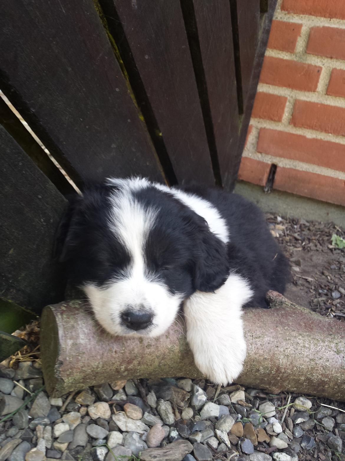 Blanding af racer Molly billede 9