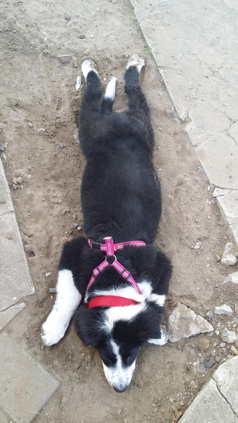 Blanding af racer Molly billede 16