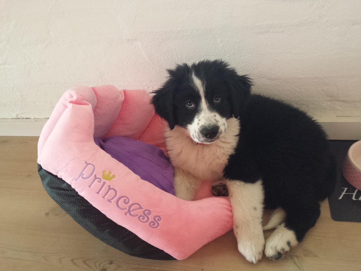 Blanding af racer Molly billede 12