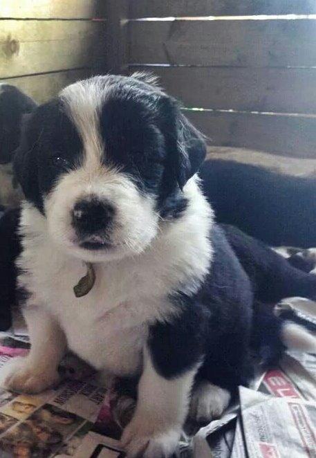 Blanding af racer Molly billede 30