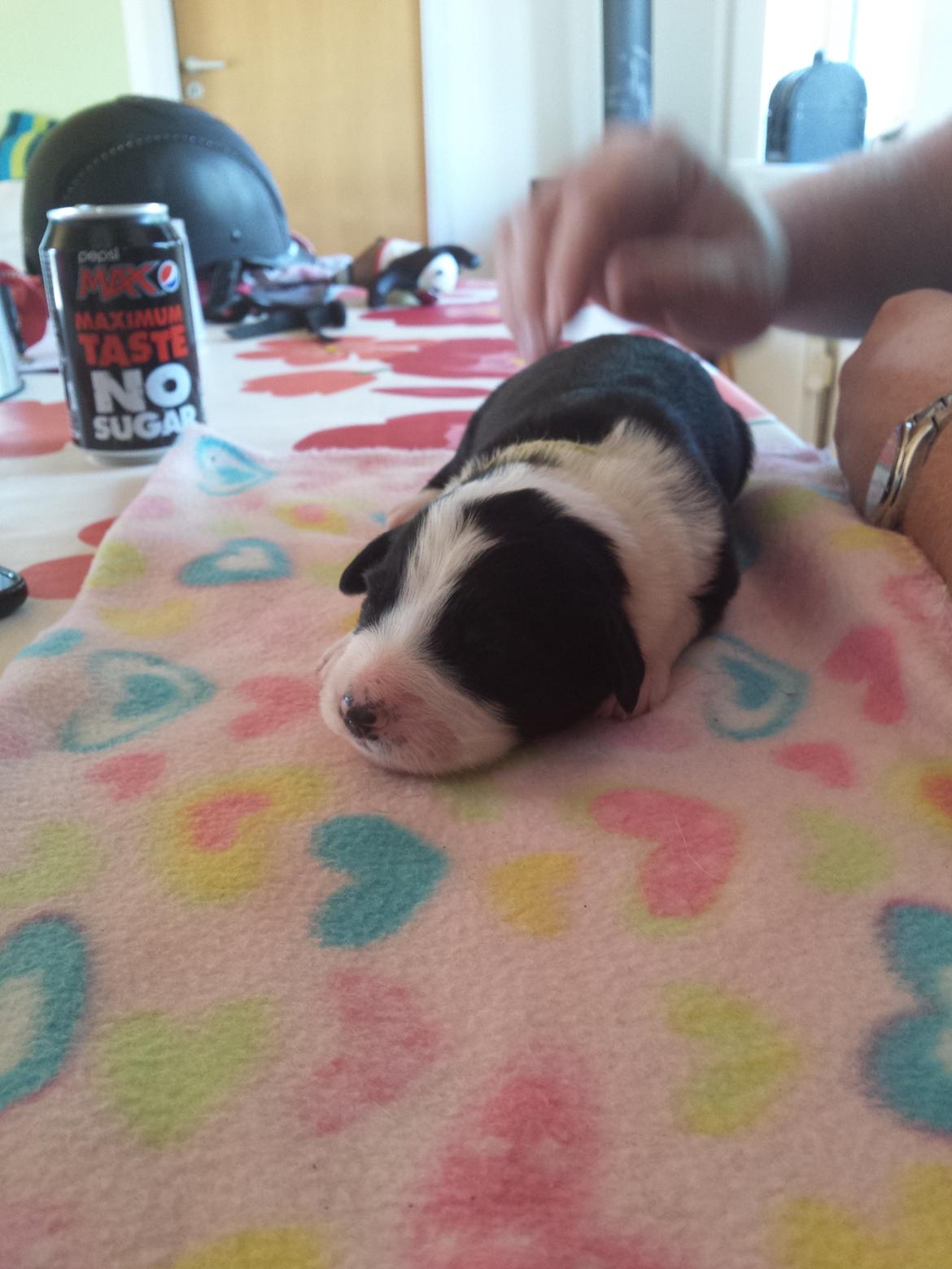 Blanding af racer Molly billede 31