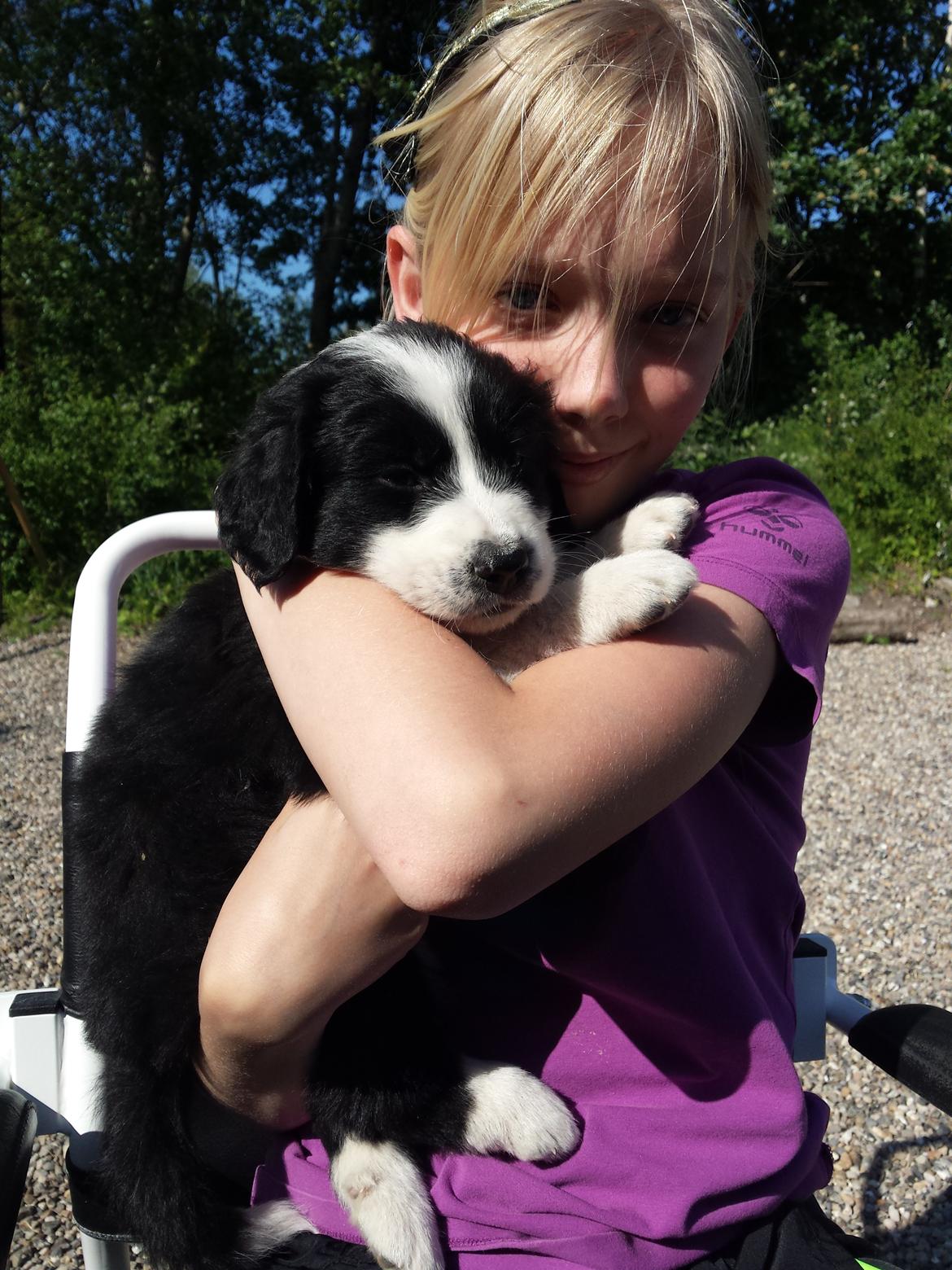 Blanding af racer Molly billede 27