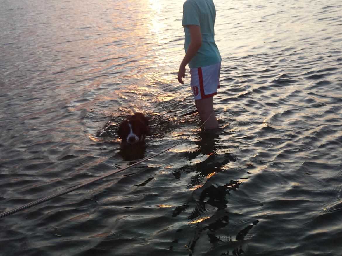 Blanding af racer Molly billede 19