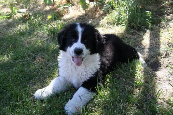 Blanding af racer Molly billede 15