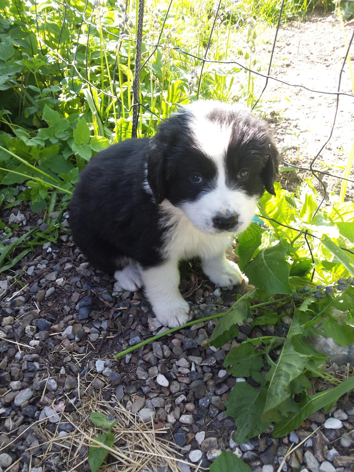 Blanding af racer Molly billede 29