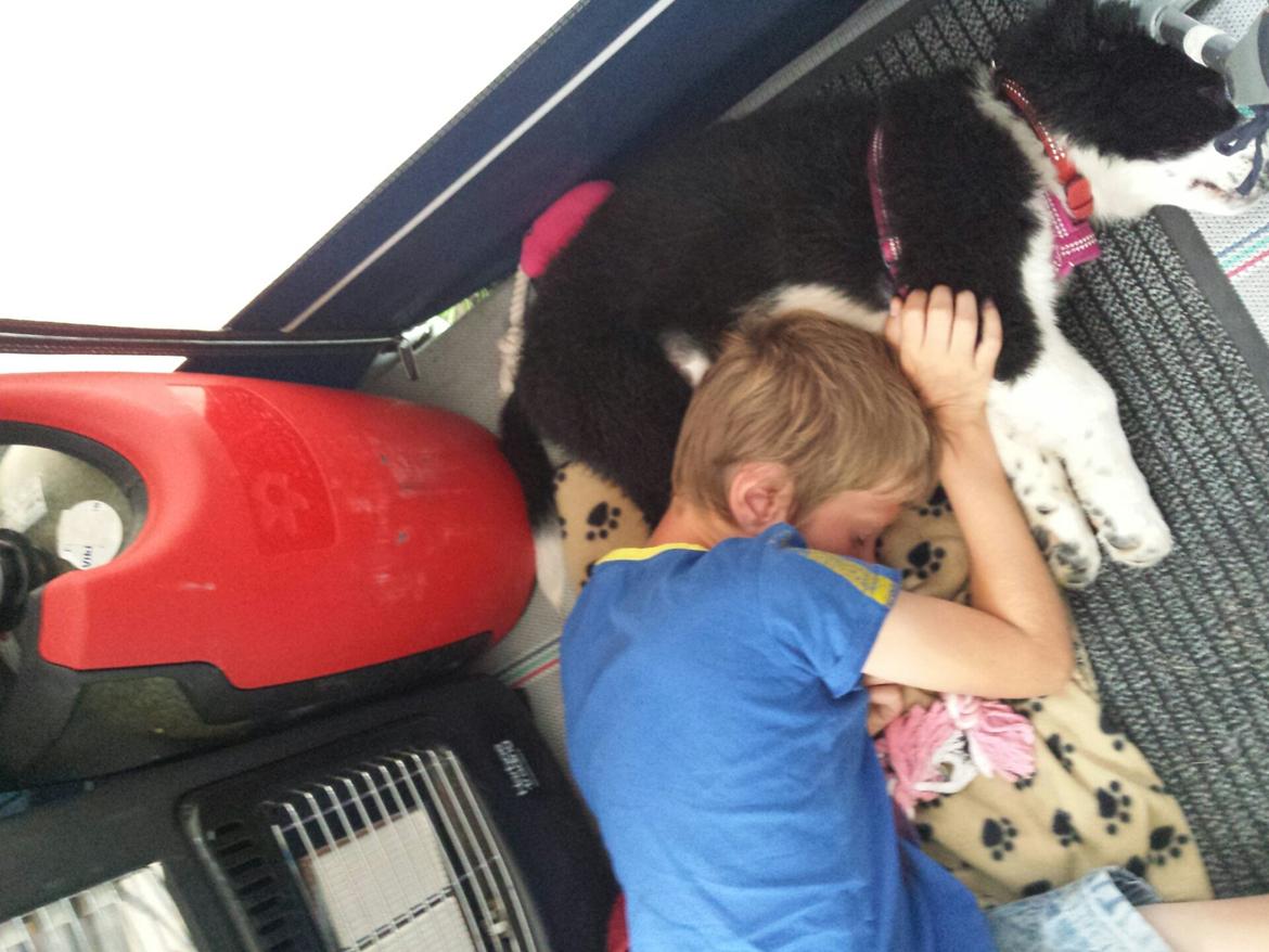 Blanding af racer Molly billede 21