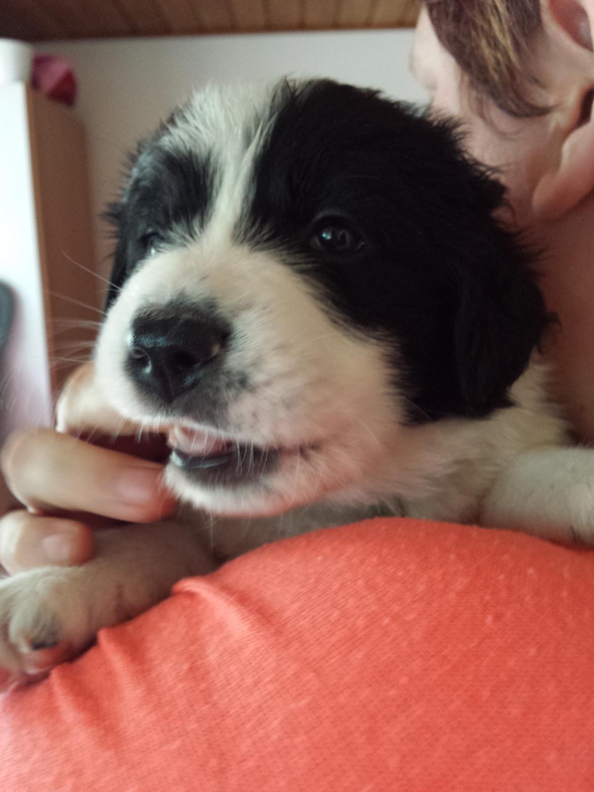 Blanding af racer Molly billede 28