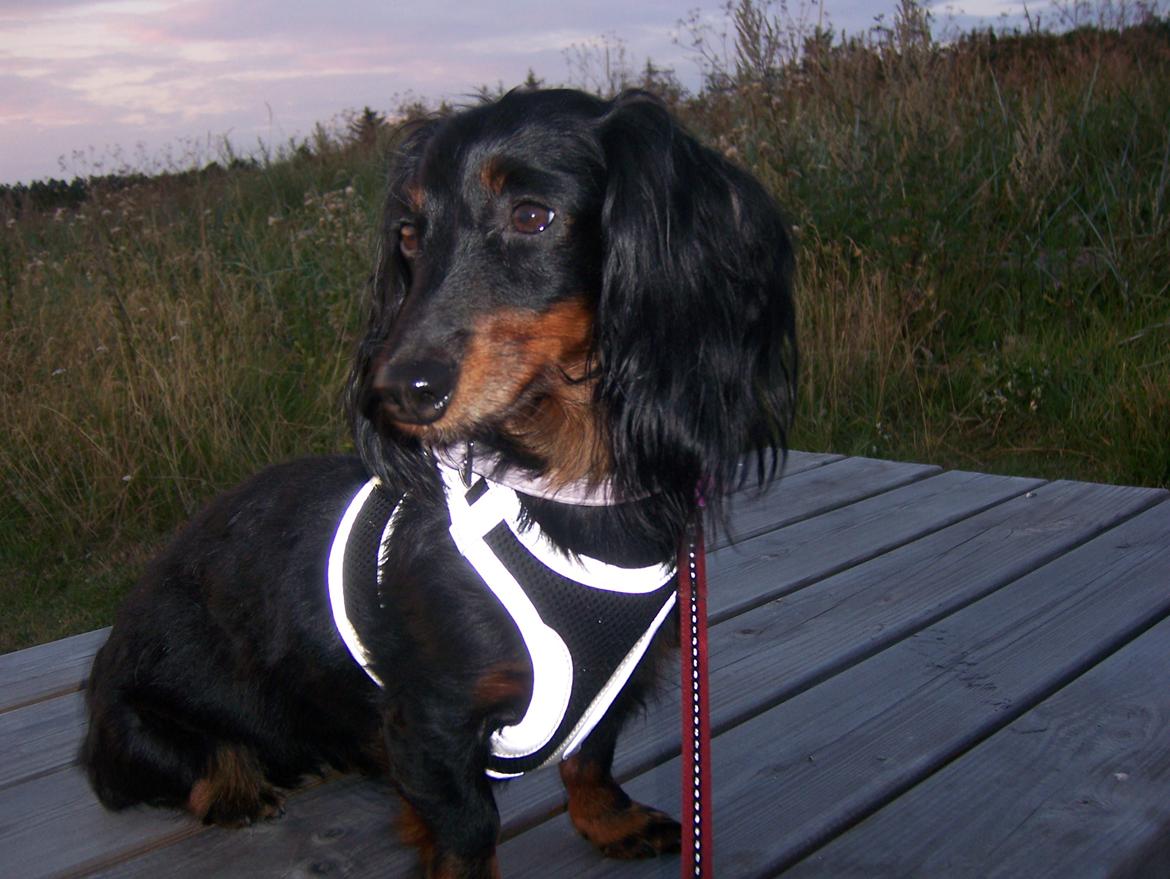 Dværggravhund Zenta billede 2