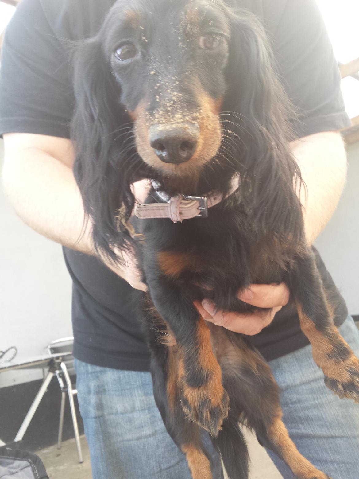 Dværggravhund Zenta billede 20