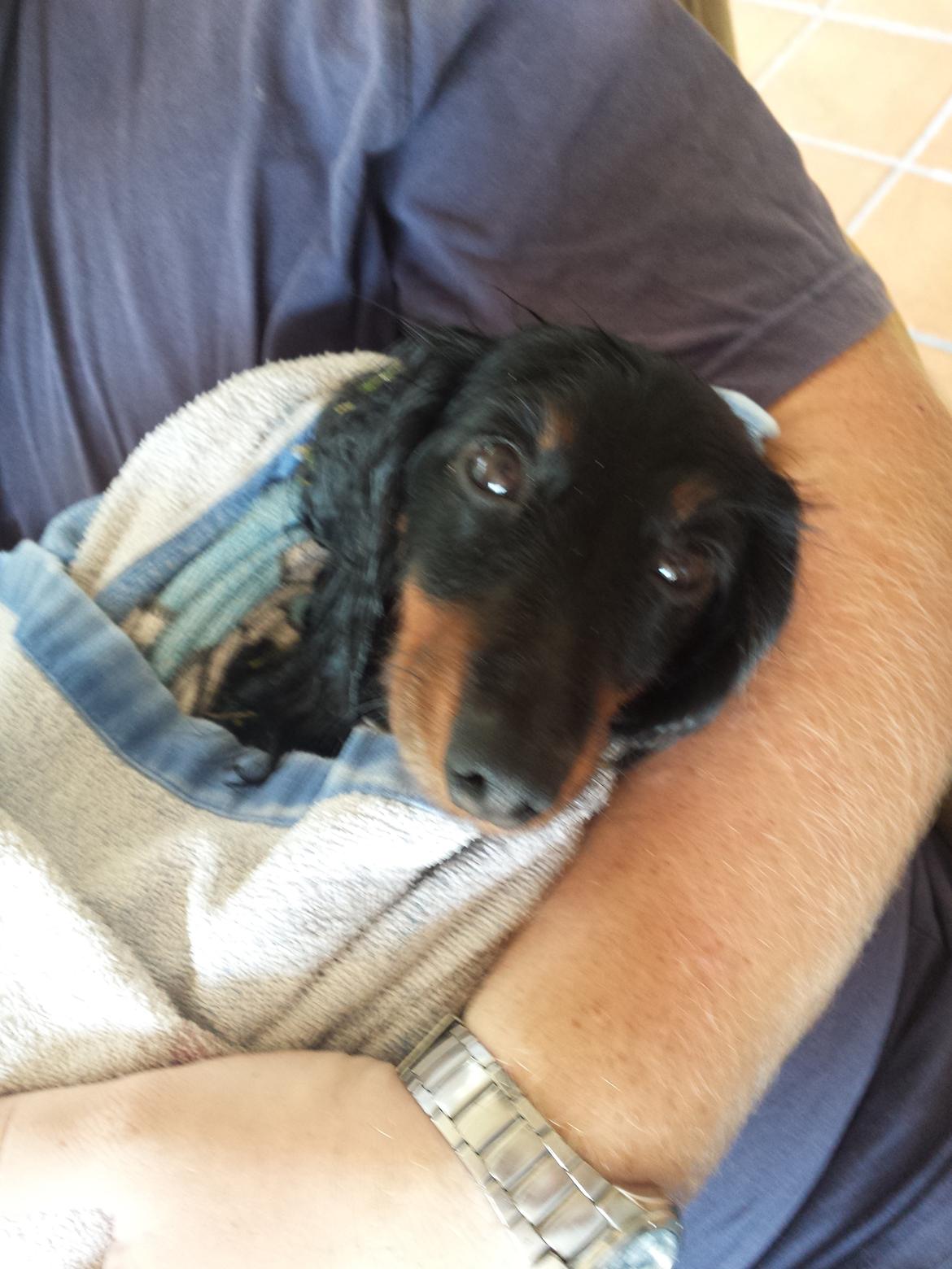 Dværggravhund Zenta billede 21