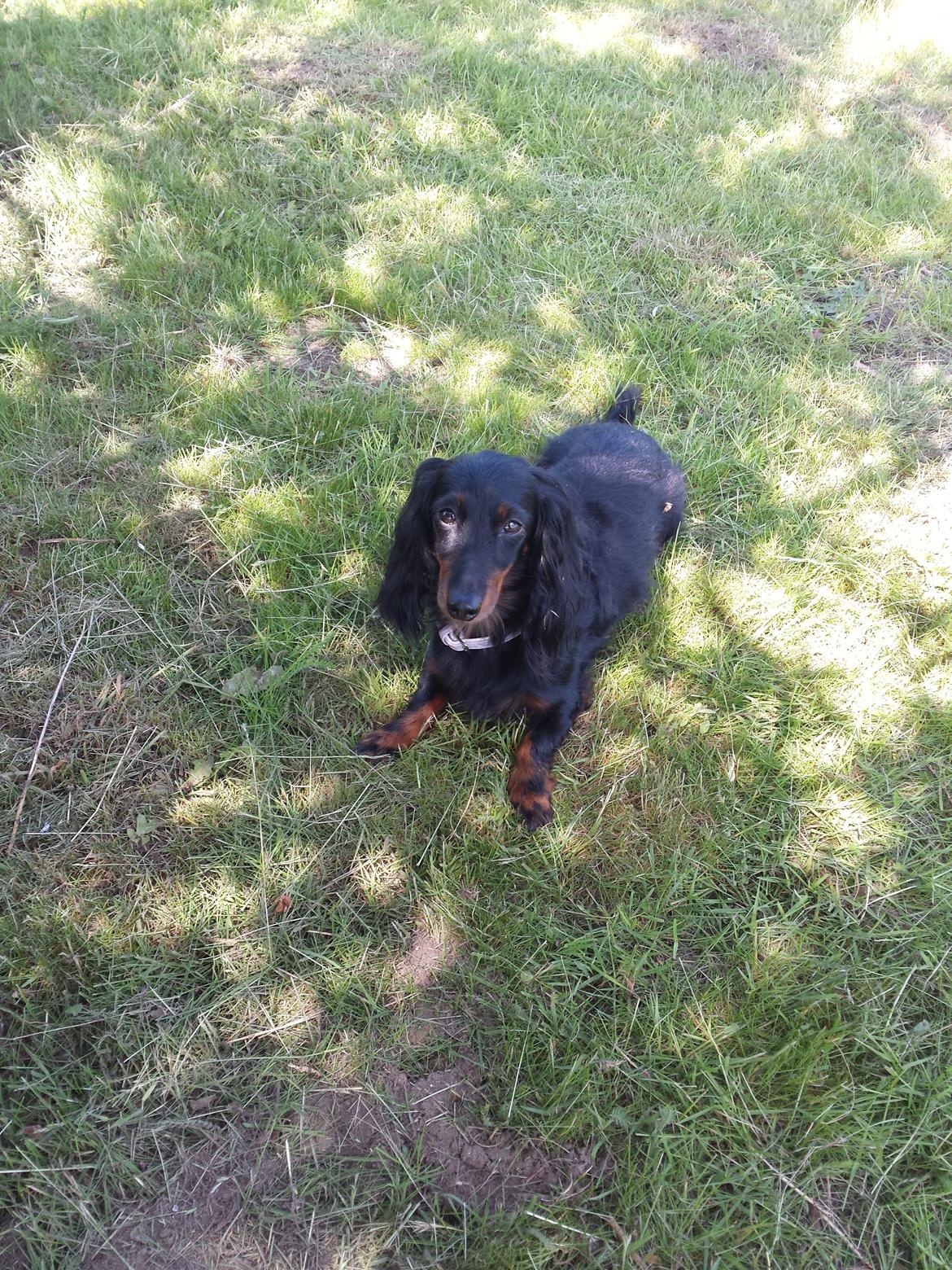 Dværggravhund Zenta billede 22