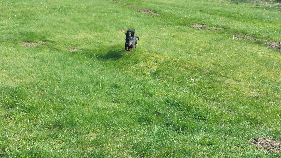 Dværggravhund Zenta billede 23