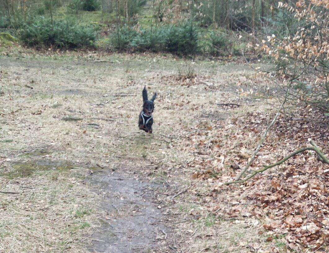 Dværggravhund Zenta billede 24