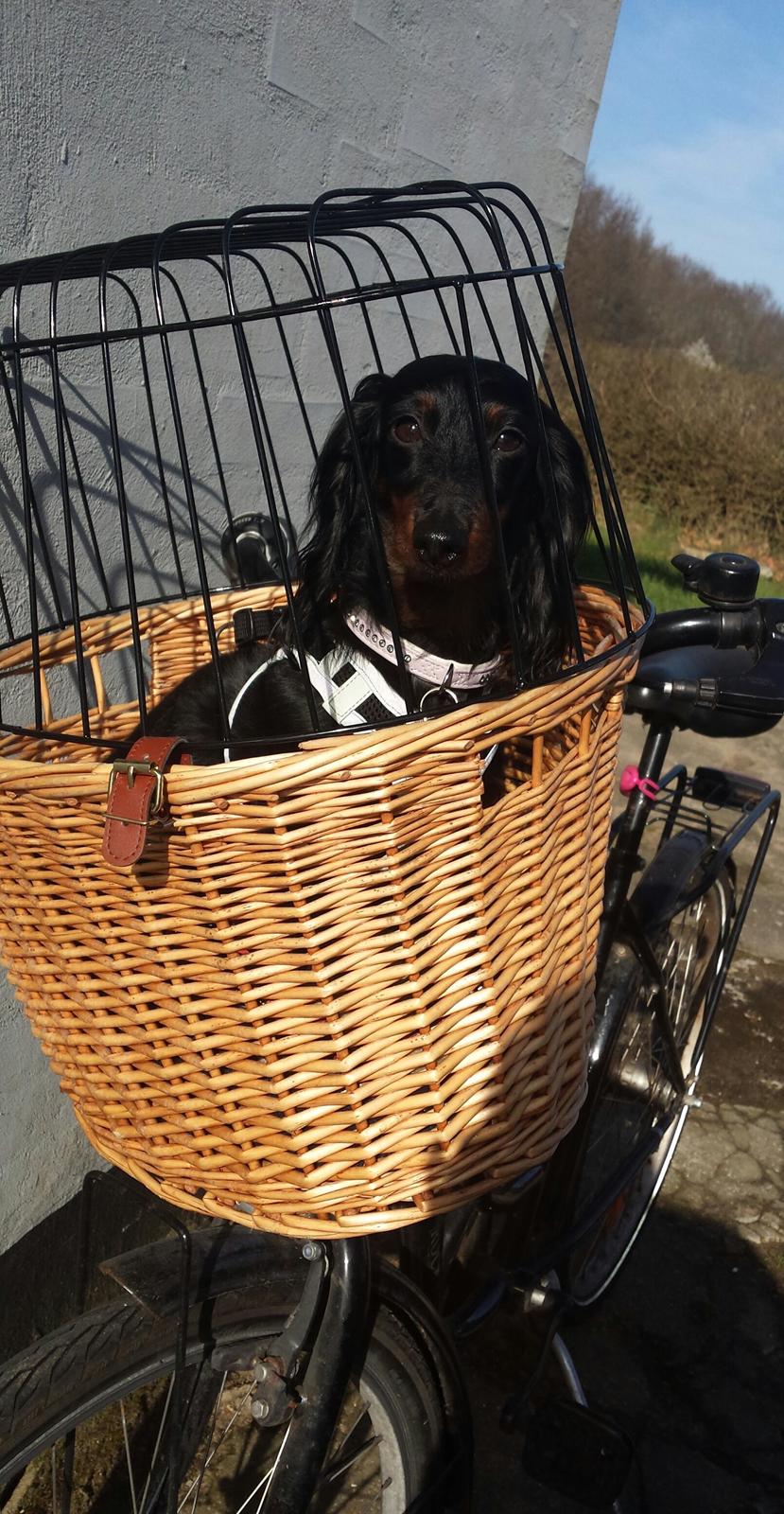 Dværggravhund Zenta billede 25