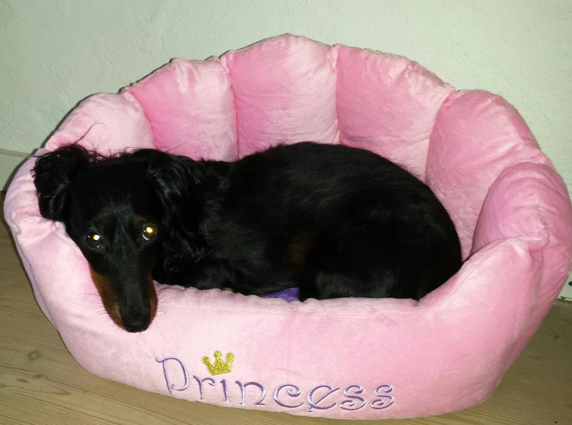 Dværggravhund Zenta billede 26