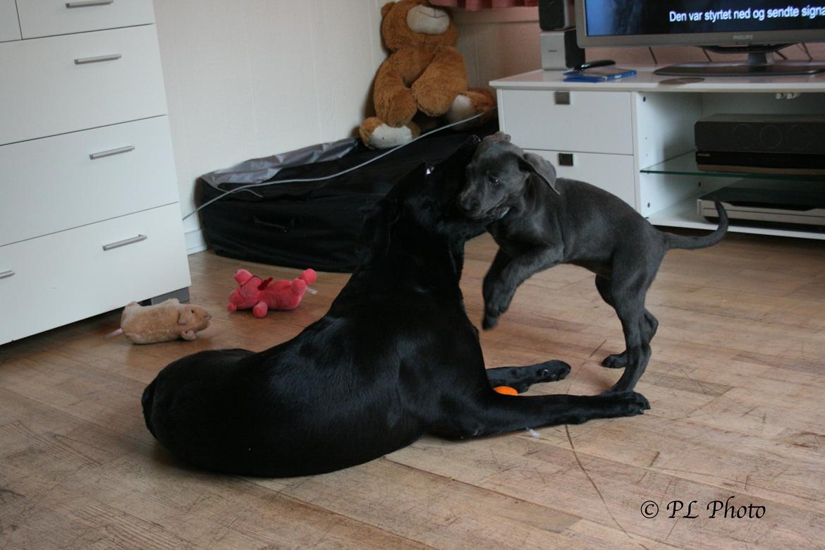 Labrador retriever Cassiopeia - 21) 9 uger billede 22