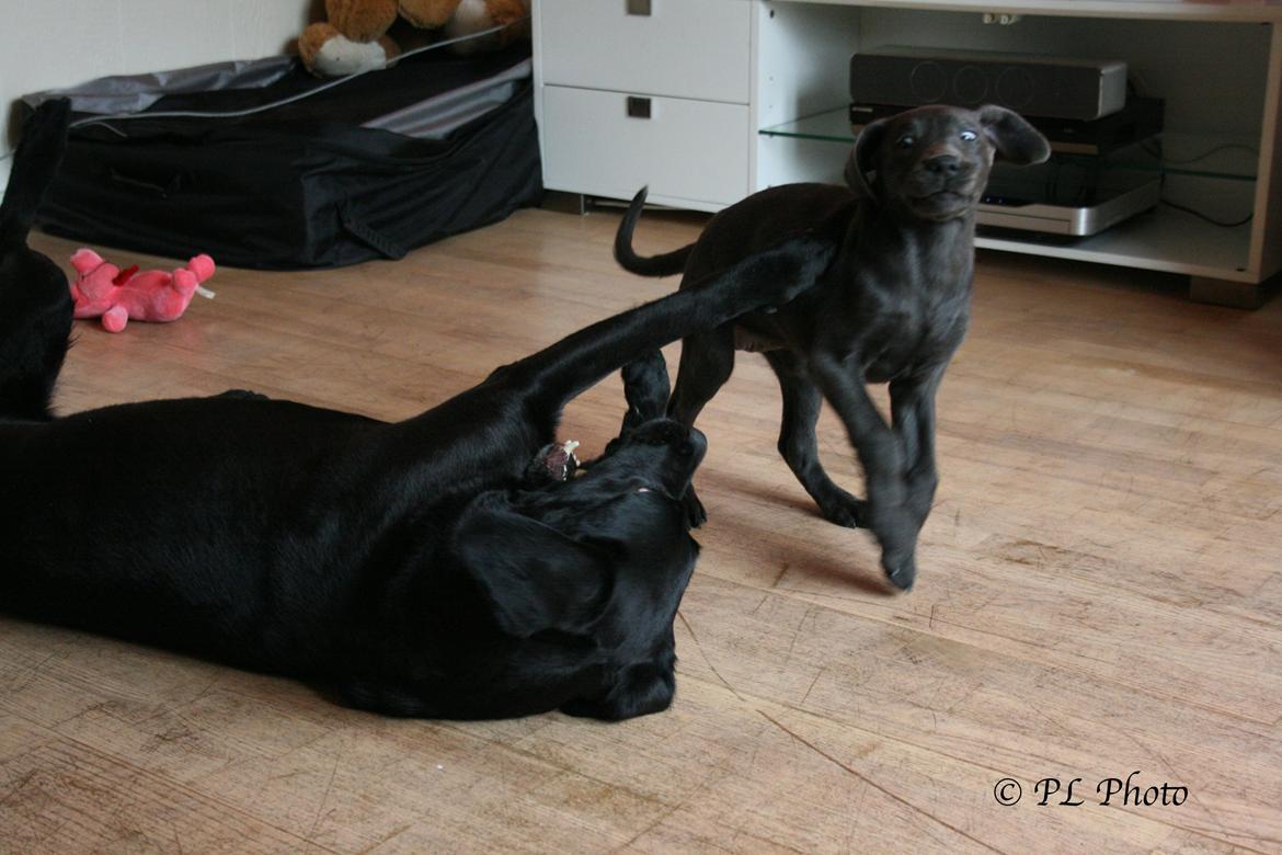 Labrador retriever Cassiopeia - 22) 9 uger billede 23