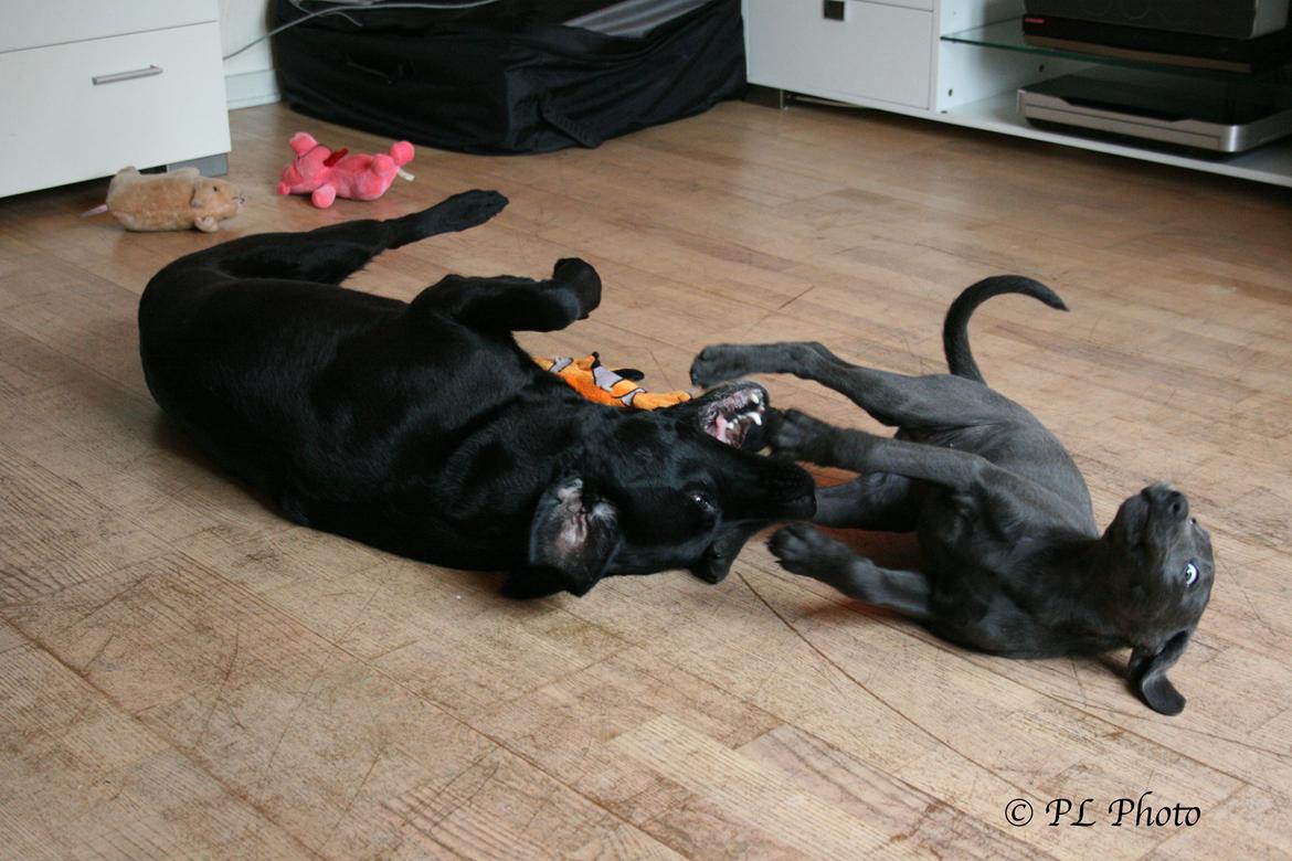 Labrador retriever Cassiopeia - 23) 9 uger billede 24